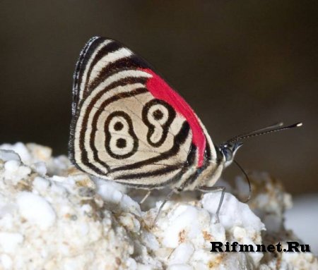 Бабочка 89