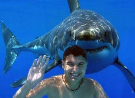 Египетские акулы видели многое, но русских со словами: "Вау! Дельфины!" боятся до сих пор.