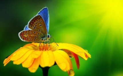 Бабочки не видят свои крылья. Они не понимают насколько они прекрасны, но остальные видят их красоту.  С людьми часто бывает так же…