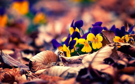 Осень – это вторая весна, когда каждый лист – цветок...