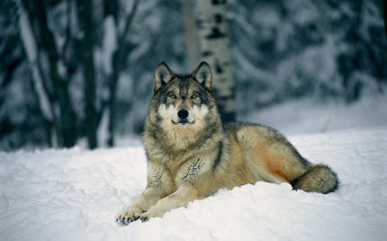 Волк на снегу