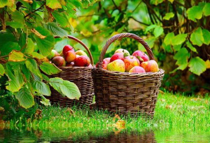 Сад с яблоками
