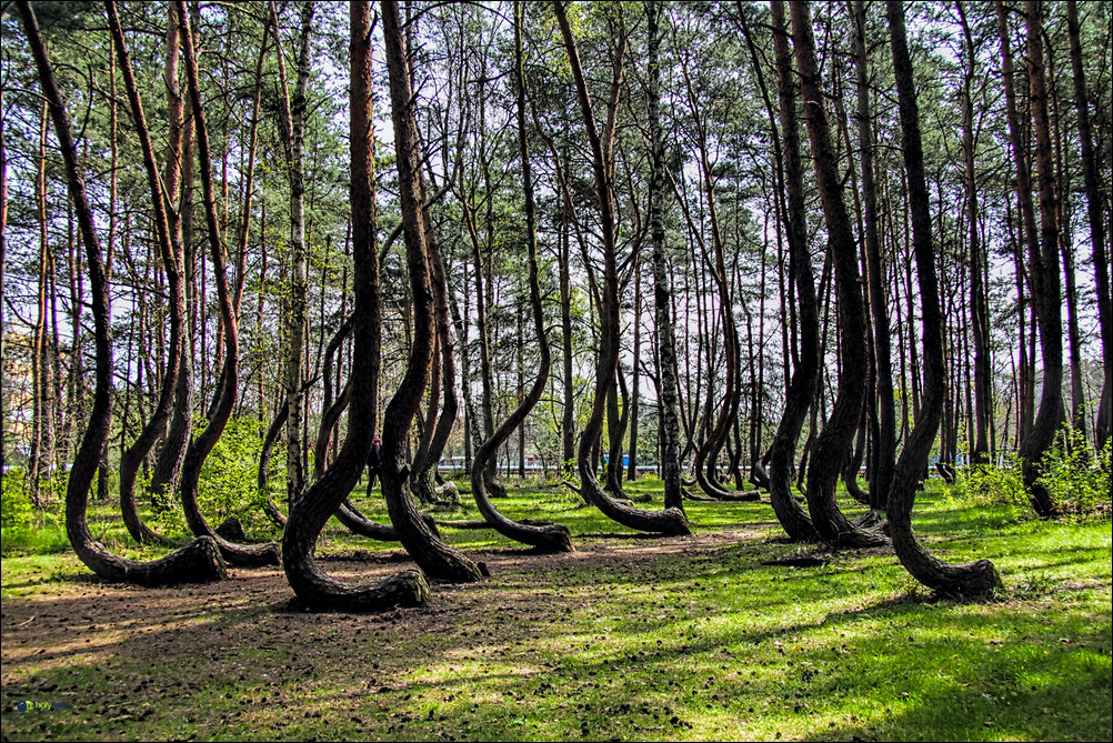 1418651305_crooked-forest-02.jpg