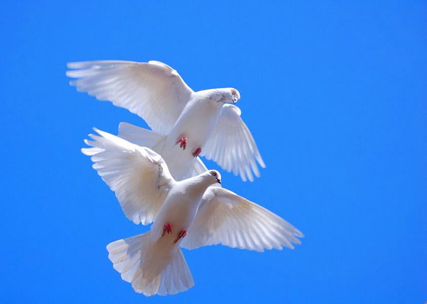 Белыми голубями летите к маме домой. Белый голубь. Белая птица. Голубь летит. Небесный голубь.