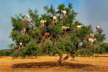 Козы на деревьях: марокканские козы-древолазы