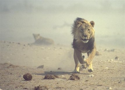 Каждое утро в Африке просыпается газель. Она должна бежать быстрее льва, иначе погибнет. Каждое утро в Африке просыпается и лев. Он должен бежать быстрее газели, иначе умрет от голода. Не важно кто ты — газель или лев. Когда встает солнце, надо бежать.
