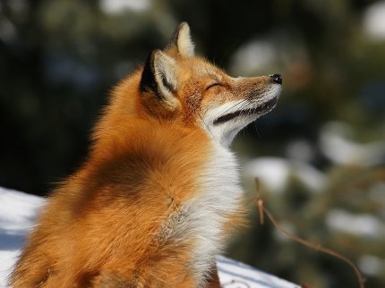 Женщины и лисы, как существа слабые, отличаются превосходным тактом.