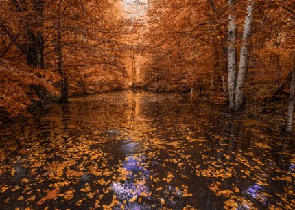 Осенняя сказка