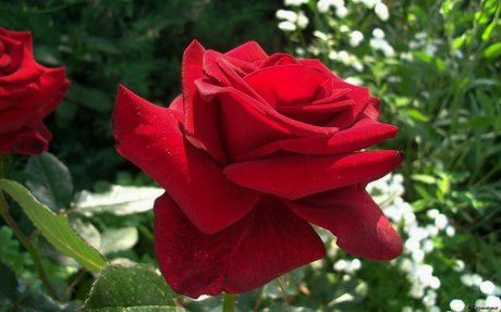 Твоя роза так дорога тебе, потому что ты отдавал ей всю душу.