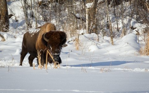 Украденное платье