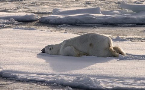 Дерево самоубийц