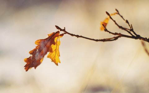 Цветник без присмотра