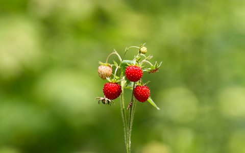 Иероглиф по имени Я