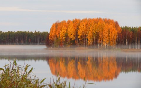 Баран, верблюд и бык