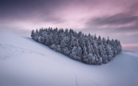 Утонувший верблюд