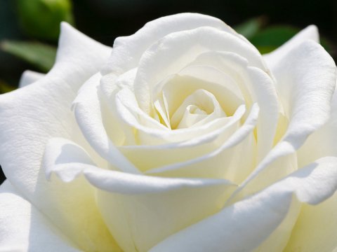 Даже белая роза имеет чёрную тень.